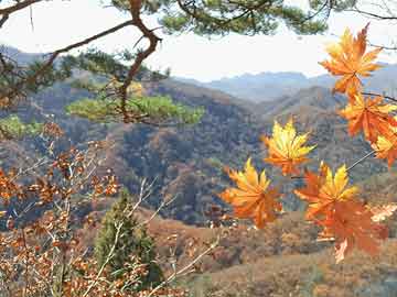 留神:新澳门精准四肖期期准亿彩网,警惕虚假宣传、全面解答与解释